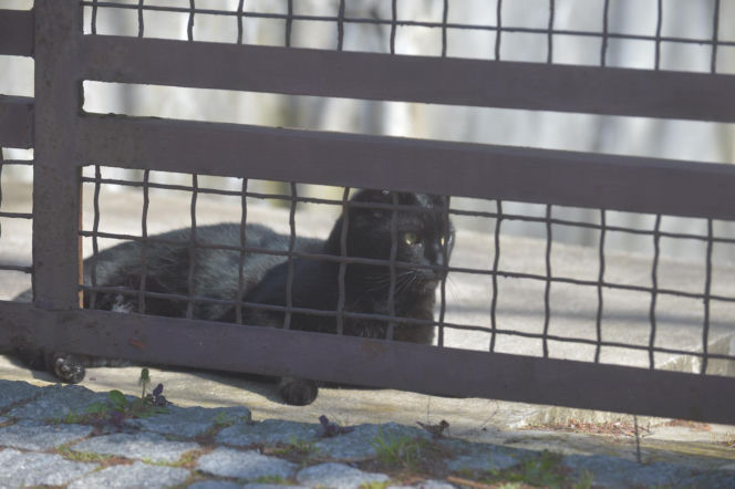 Koty Jarka nas terroryzują