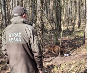 Pies zaplątany w łańcuch znaleziony w lesie. Był skrajnie wycieńczony