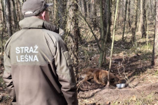 Pies zaplątany w łańcuch znaleziony w lesie. Był skrajnie wycieńczony
