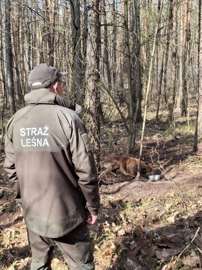Pies zaplątany w łańcuch znaleziony w lesie. Był skrajnie wycieńczony