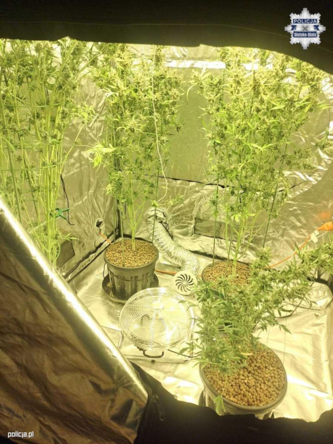 Policja z Bielska-Białej przejęła ponad 5 kg narkotyków