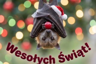 Gotowe życzenia świąteczne 2025. Piękne, oryginalne, wzruszające od serca