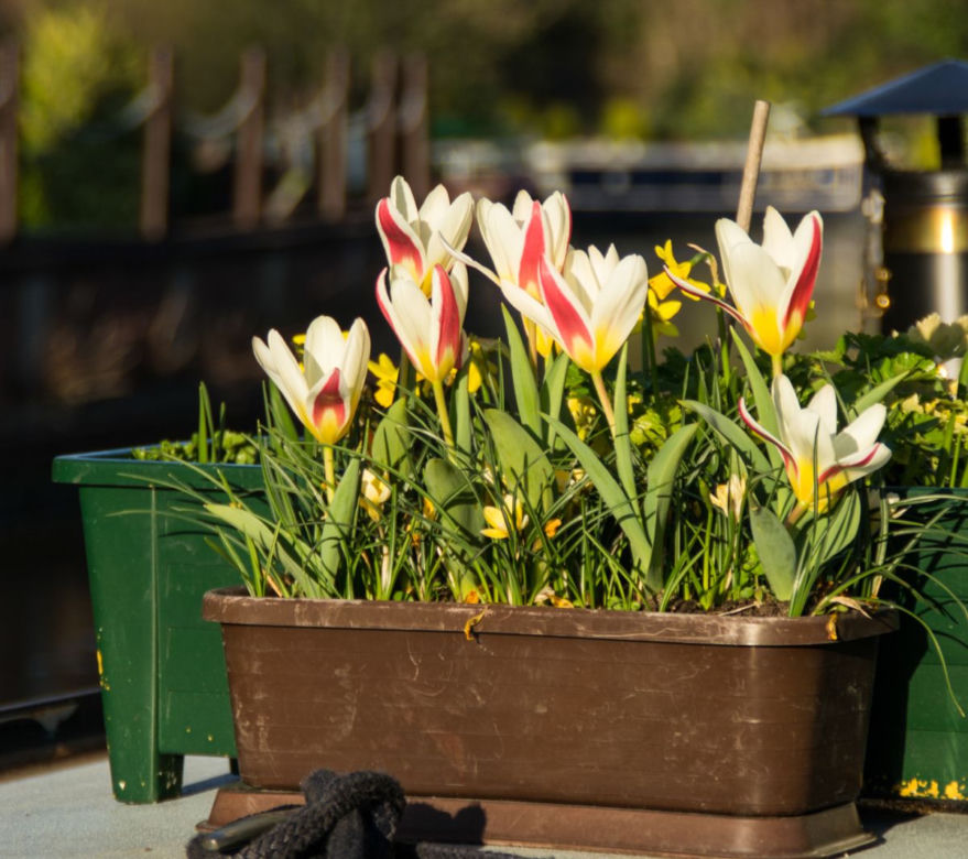Tulipany w donicach