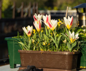Tulipany