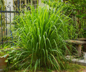 trawa-cytrynowa