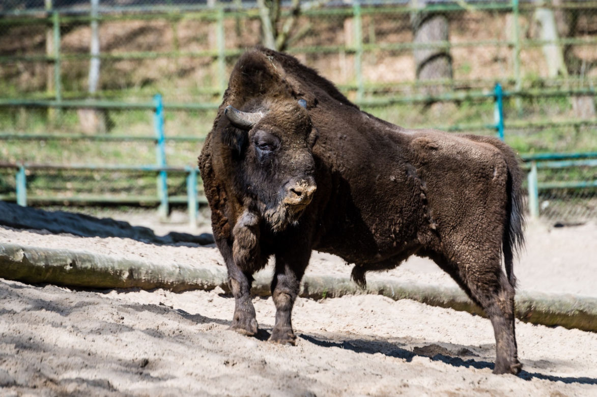 Koronawirus w Trójmieście. Zwierzęta z zoo tęsknią za ludźmi