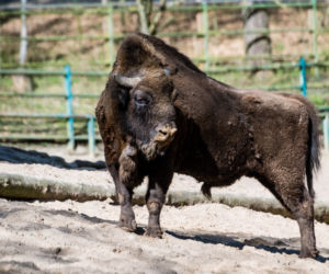 Koronawirus w Trójmieście. Zwierzęta z zoo tęsknią za ludźmi