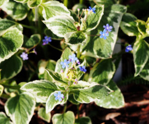 Brunnera wielkolistna