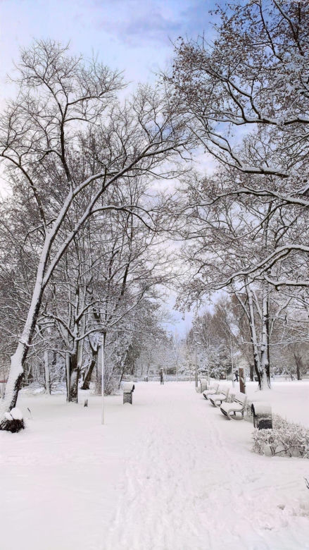 Park Miejski w zimowej szacie