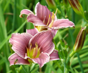 Liliowiec 'Little Missy' 