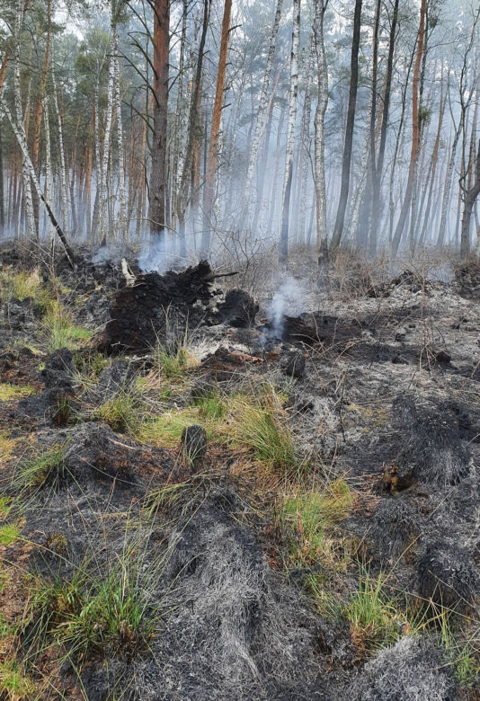 Podkarpacie: W powiecie stalowowolskim spłonęło 50 ha lasu