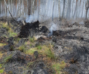 Podkarpacie: W powiecie stalowowolskim spłonęło 50 ha lasu