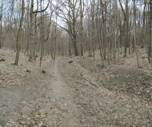 Rozdeptane runo, psy straszą zwierzęta. Rezerwat Las Bielański w opałach