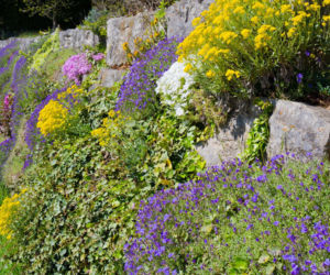 Murek obsadzony roślinami