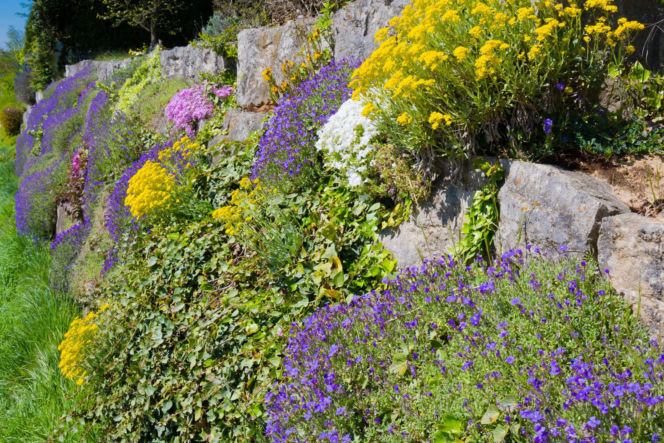 Murek obsadzony roślinami
