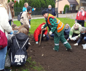 Ponad 2 tysiące żonkili posadzono na Polu Nadziei w Lesznie