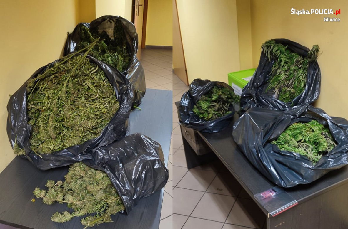 Poważny cios w narkobiznes. Przejęto 4 kilogramy narkotyków. 39-latek powiązany z pseudokibicami