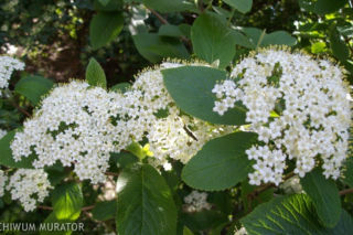 Kalina hordowina - Viburnum lantana