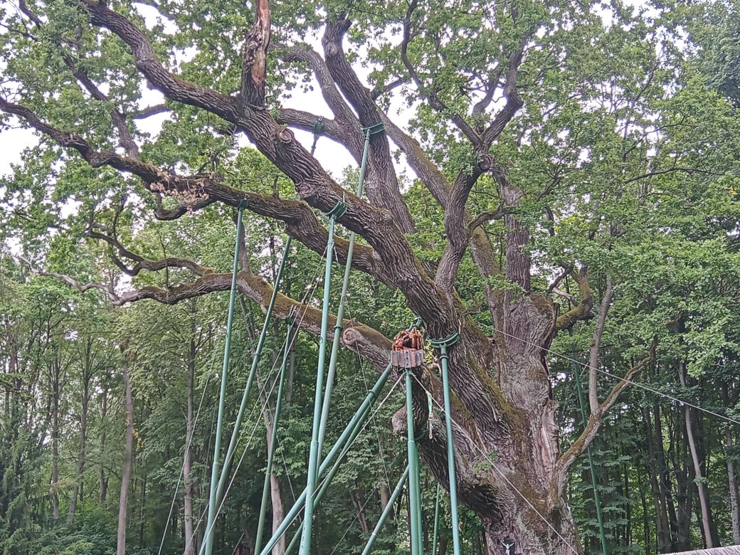 Dąb Bartek w Zagnańsku