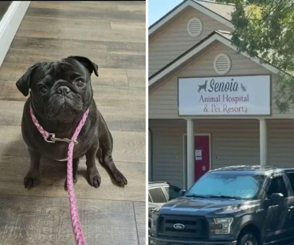 Czarny mops w różowej smyczy. Obok budynek kliniki Senoia Animal Hospital. O aferze z eutanazją psów przeczytasz w Eska.