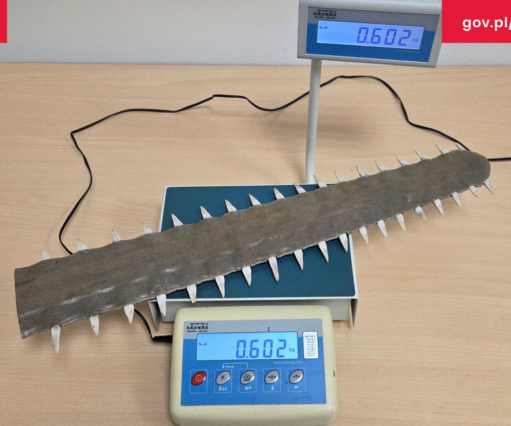 Rostrum ryby piły o długości 57 cm, zabezpieczone podczas kontroli KAS w Grzechotkach, leżące na wadze elektronicznej wskazującej 0.602 kg. To chroniony gatunek objęty Konwencją CITES. Więcej o incydencie przeczytasz na naszym portalu.