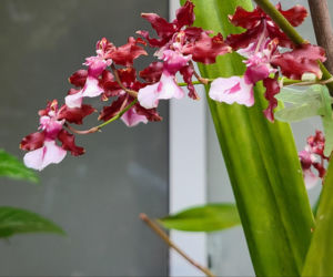 Ten storczyk pachnie, jak czekolada! Zniewala nie tylko wyglądem, ale i zapachem