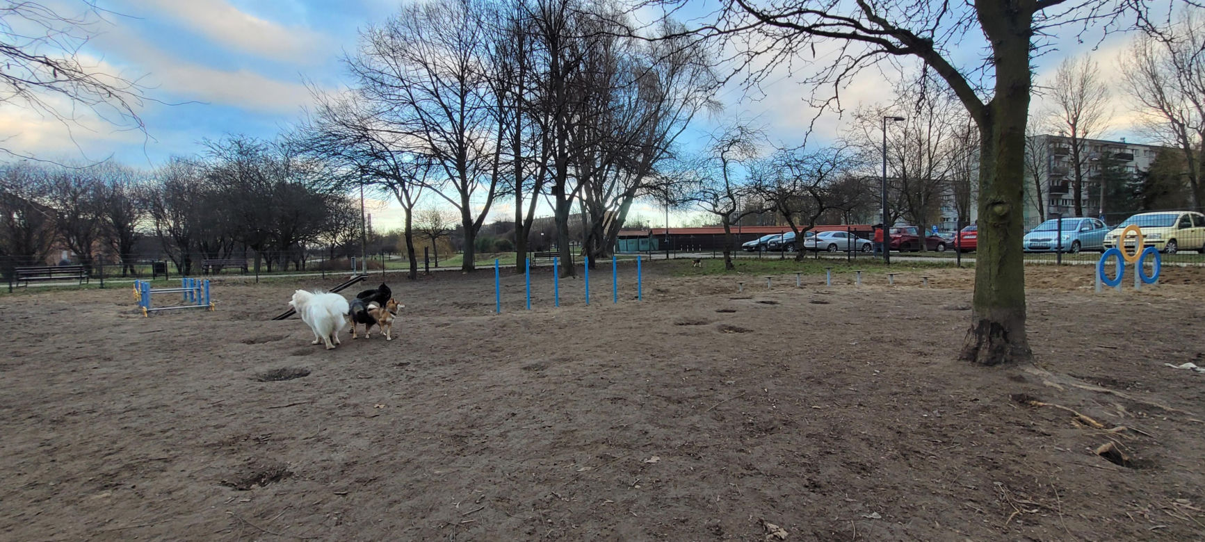 Psi park w Parku Podolskim w Łodzi