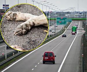 Pijany 36-latek dachował, z jego toyoty wypadł pies. Zginął na miejscu. Dramat pod Garwolinem