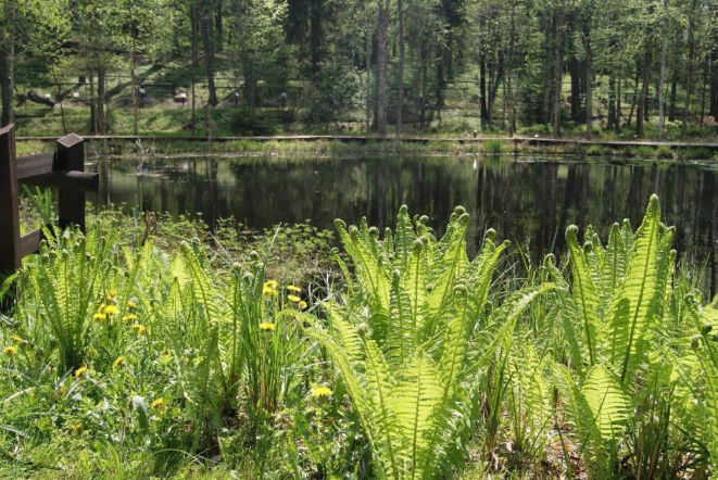 Leśne Arboretum w Kudypach