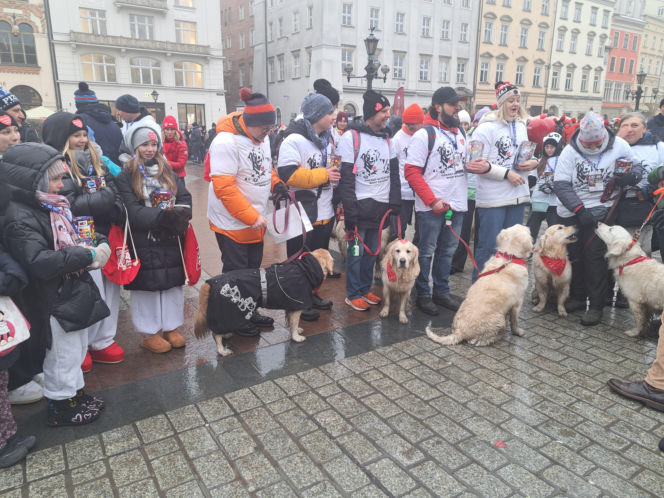 34. finał WOŚP w Krakowie. Golden Retrievery na Rynku Głównym