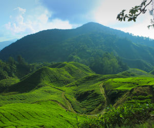 Herbata 