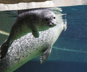 We wrocławskim zoo urodziły się dwie foki pospolite