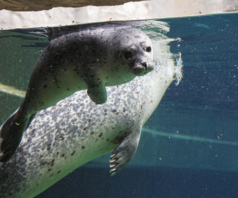 We wrocławskim zoo urodziły się dwie foki pospolite