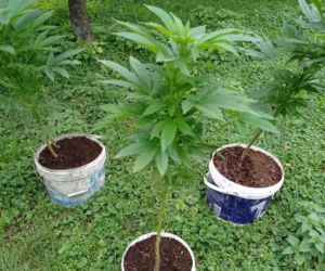 Niezwykłe odkrycie w Kruszwicy. Marihuana wśród malin!
