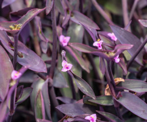 Trzykrotka purpurowa