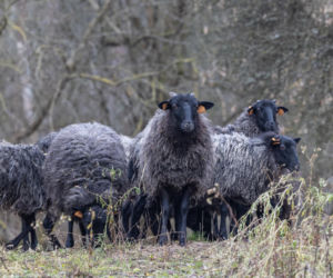 Nie lekarz, nie tabletki – owce! Niezwykła terapia spod Poznania