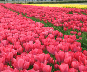 Tulipany na polach w Chrzypsku Wielkim