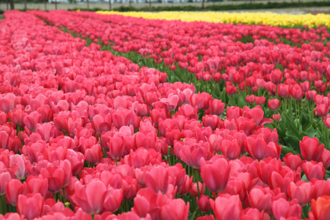 Tulipany na polach w Chrzypsku Wielkim