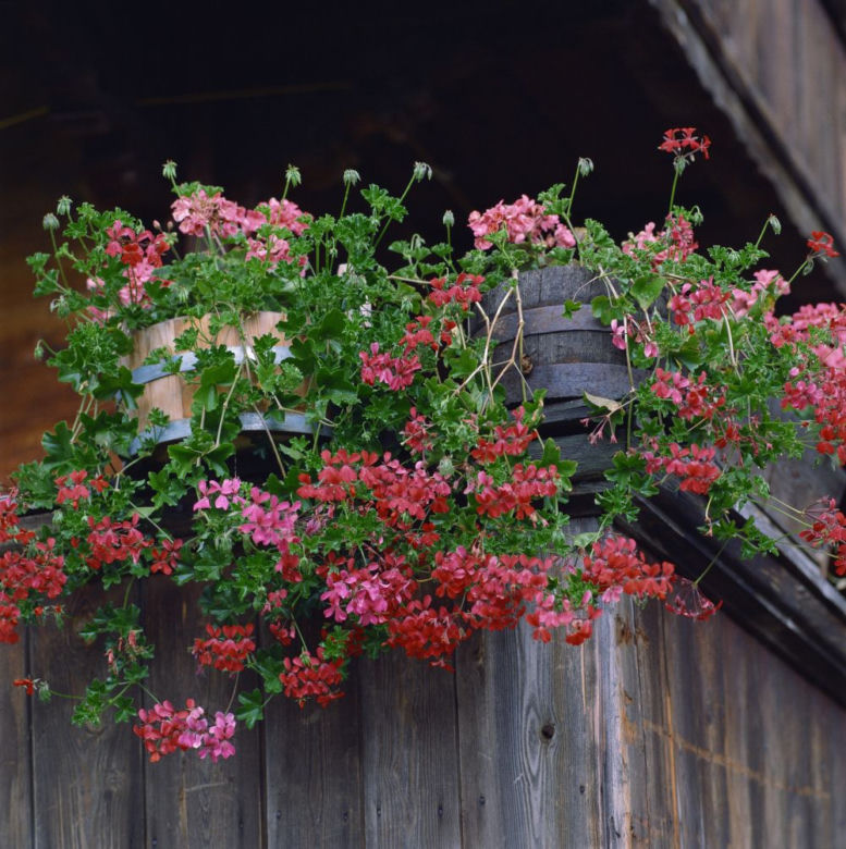 Pelargonia bluszczolistna