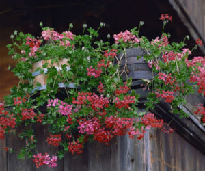 pelargonia