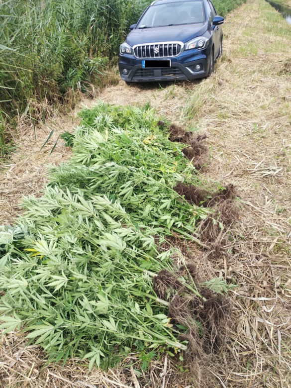 Wielkie plantacje konopi indyjskich pod Tarnobrzegiem. Uprawiali je dwaj mieszkańcy Stalowej Woli