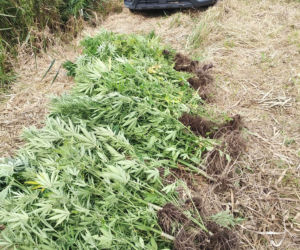 Wielkie plantacje konopi indyjskich pod Tarnobrzegiem. Uprawiali je dwaj mieszkańcy Stalowej Woli