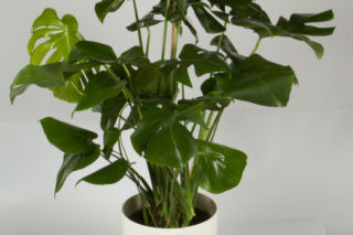 Chora monstera - dziwne plamy na liściu [Porada eksperta]