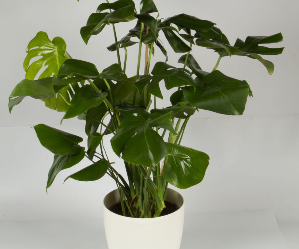Monstera