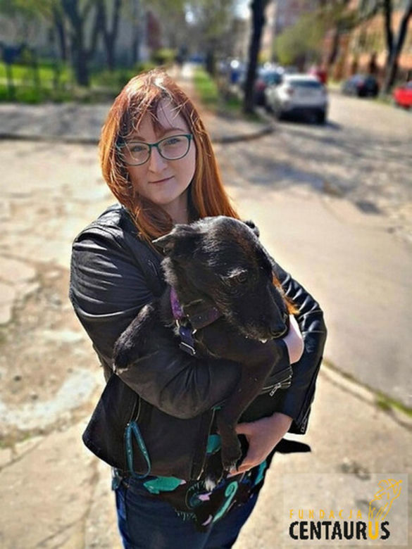 Wrocław. Wlał psu do pyska żrący środek. Pilnie szuka go policja