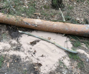 Drzewo runęło na mężczyznę w Emowie. Zginął na miejscu
