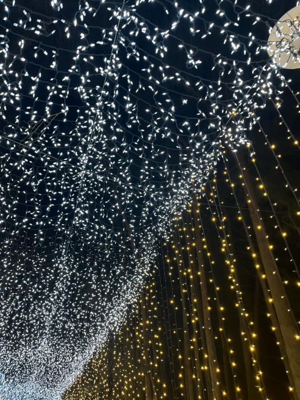 Garden of Lights w Szczecinie