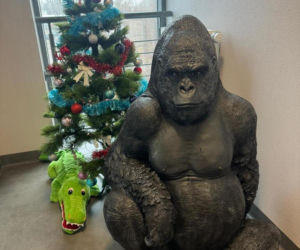 Skradziony goryl przejechał 50 km w bagażniku! Płocka policja odzyskała niezwykłą zdobycz