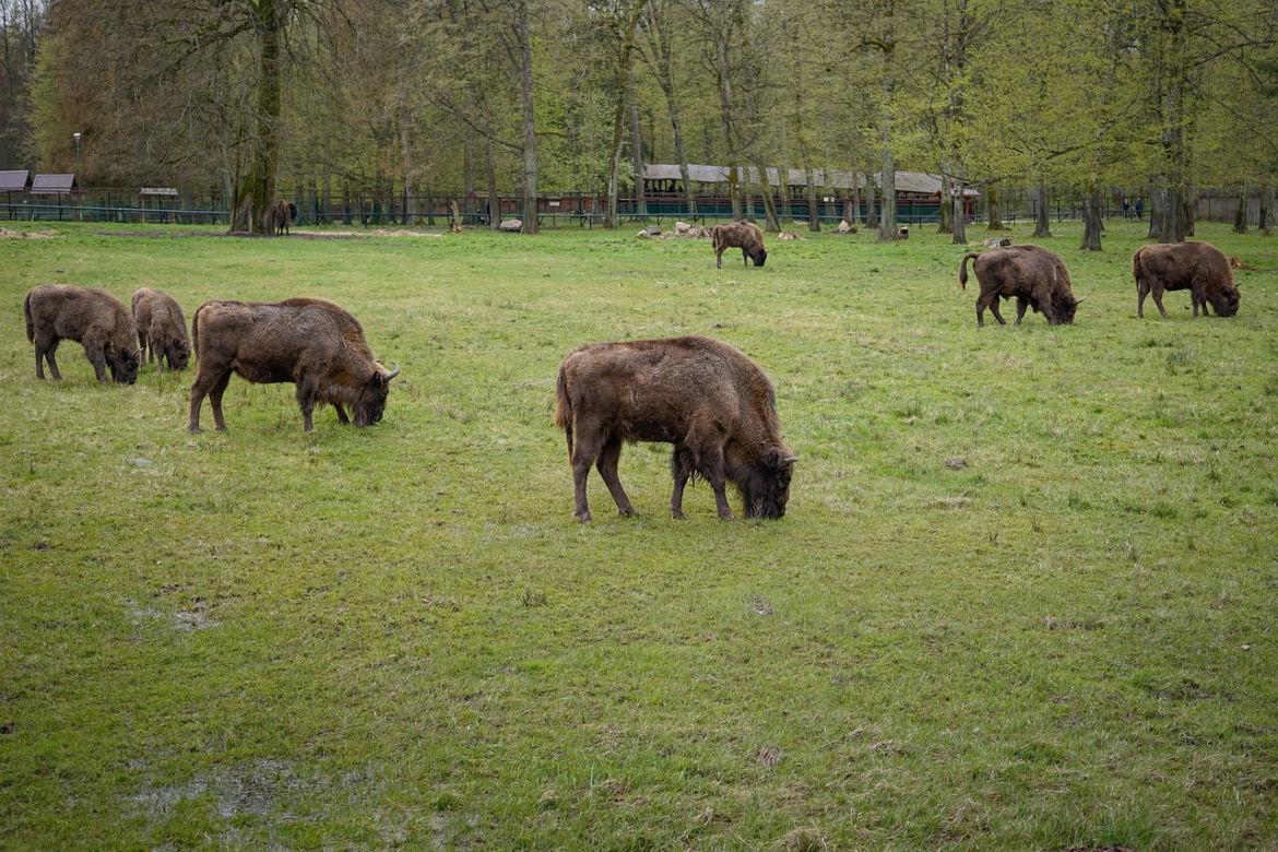 Białowieża - Białowieski Park Narodowy
