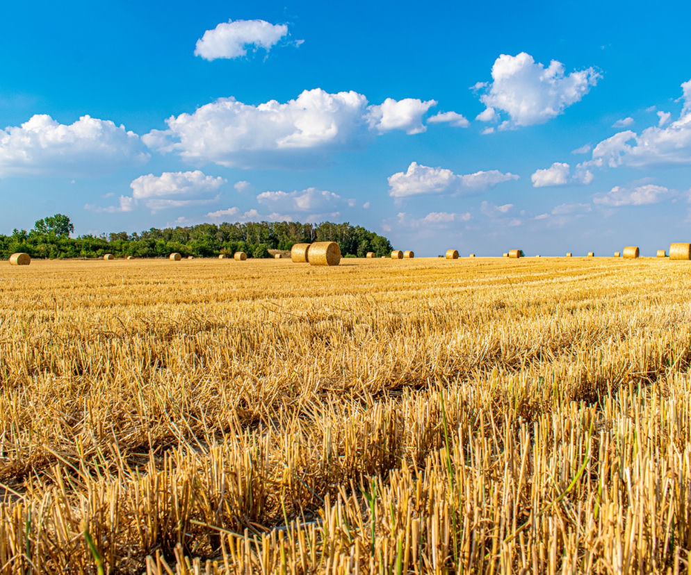 Tegoroczny sierpień jest wyjątkowo upalny